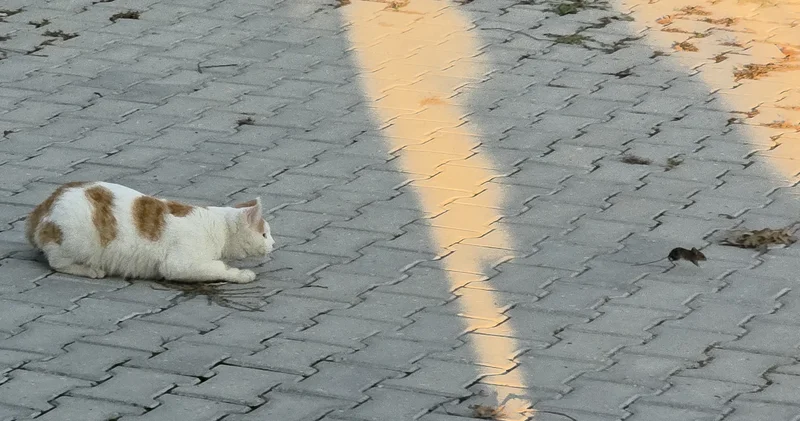 Amasya da kedi ile fare oyunu: O anlar kamerada