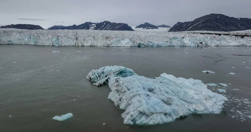 Antarktika’da balıkların yaptığı geometrik desenler keşfedildi