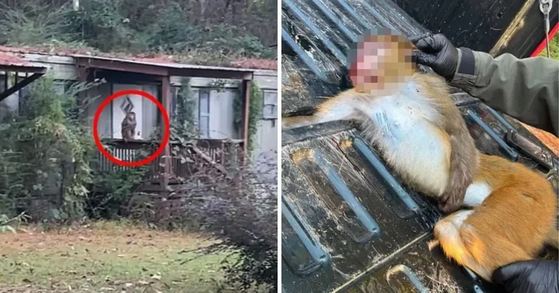 Anne, çocuklarını korumak için hastalıklı maymunu öldürdü