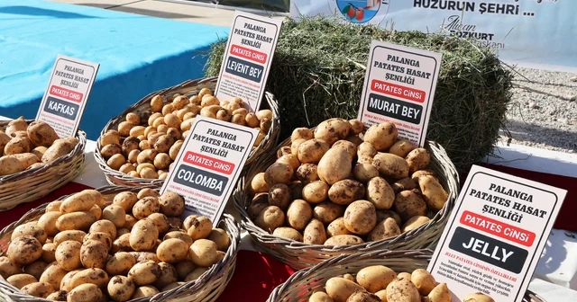 Darende de Yerli Patates Tohum Şenliği düzenlendi Malatya Haberleri