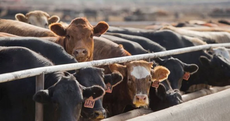 Hayvancılık desteklerinde yeni düzenleme: Ödemeler üç dönemde yapılacak