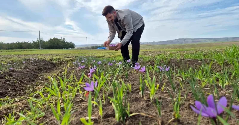 O ilimiz resmen şaha kalkacak! Fiyatını duyanlar yok artık diyor