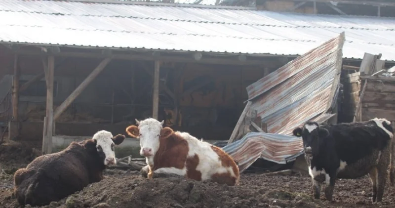 Bolu’da şap krizi! 22 bölge karantinaya alındı
