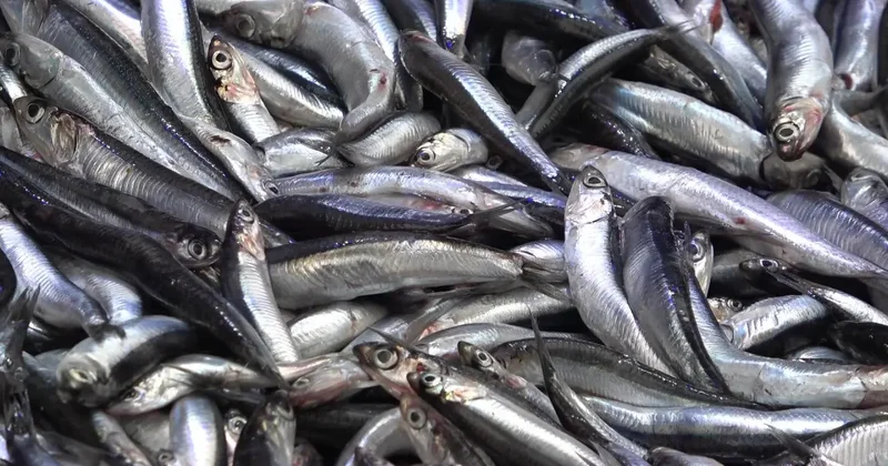 Denize kıyısı olmayan şehirde hamsinin kilosu 50 TL’ye düştü, vatandaş poşet poşet aldı