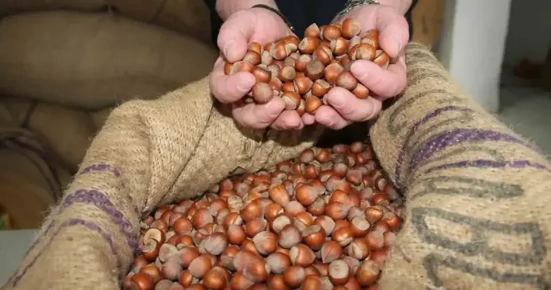 Fındık ihracatı 3 ayda 547 milyon doları aştı Giresun Haberleri