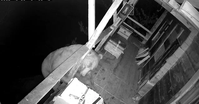 Tırmandığı balkonda kovanlardaki balı yiyen ayı kameralara yakalandı Trabzon Haberleri