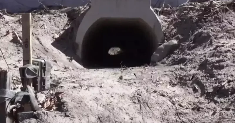 Kurbağaların rahatça çiftleşmesi için yapılan aşk tünelinde inşaat sona erdi