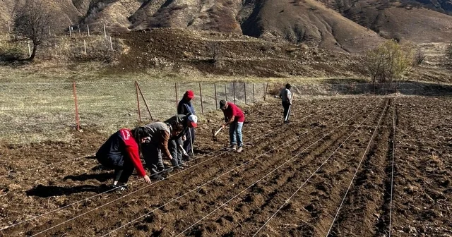 Tunceli nin 4 ilçesinde sarımsak ekimi yapıldı Tunceli Haberleri
