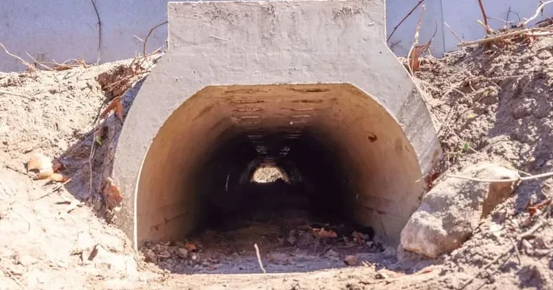 Rahat rahat çiftleşsinler diye özel alt geçit inşa edildi Sözcü Gazetesi