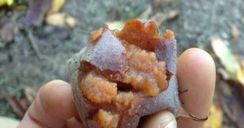 Halk arasında hileci deniliyor, kilosu 150 lira: Vitamin deposu Sözcü Gazetesi