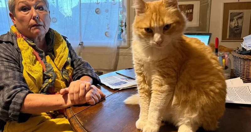 Dünyanın ilk mahpus kedisi: Bu sarman hapis yatacak Sözcü Gazetesi