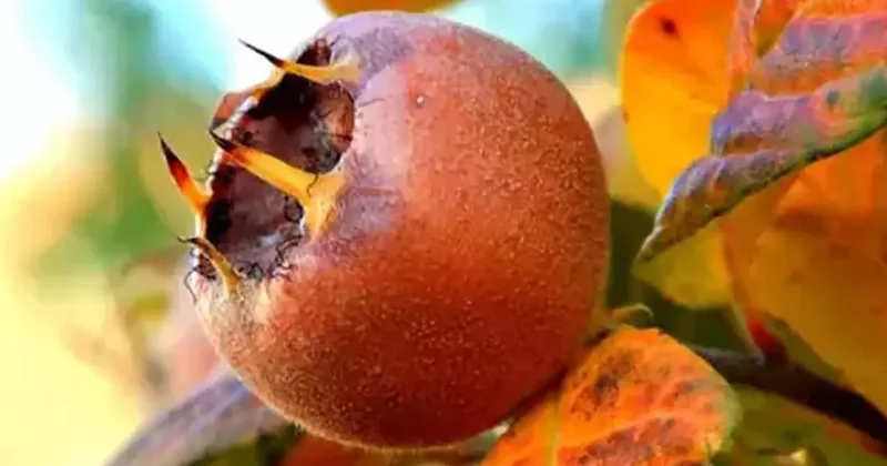 Görüntüsü sizi korkutmasın! Yediğinizde bağışıklığınızı güçlendiriyor