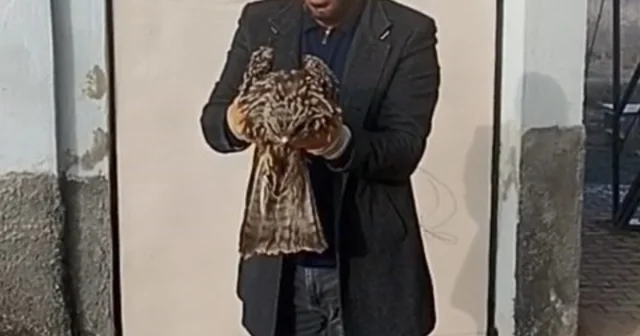 Yaralı kartal koruma altına alındı Elazığ Haberleri