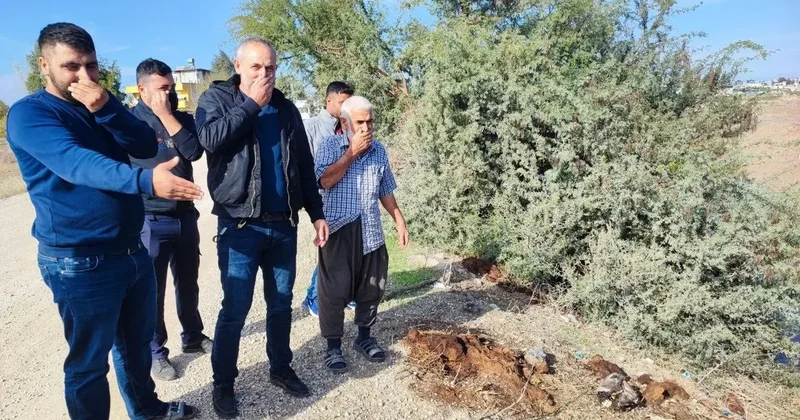SON DAKİKA… Adana’da mide bulandıran görüntü! Vatandaşlar tepki gösterdi: Her yer kemik kaynıyor!