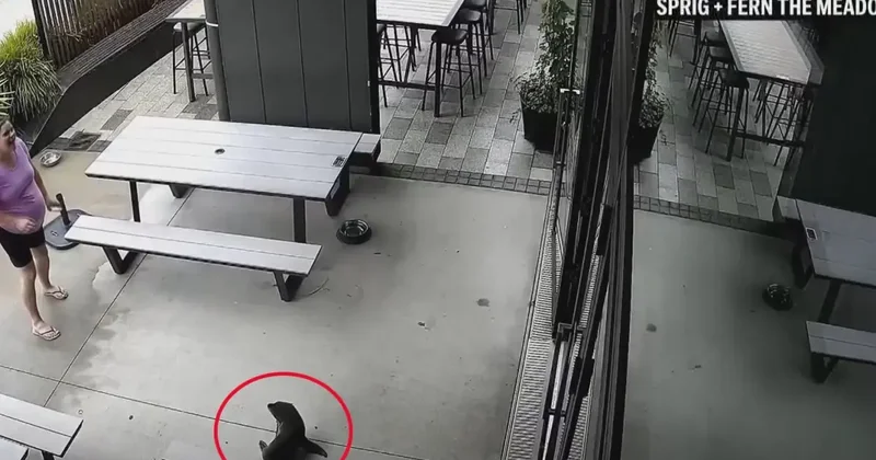 Yeni Zelanda da bara giren yavru fok ortalığı karıştırdı!