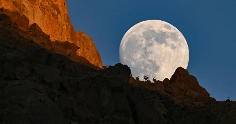 Dağın zirvesindeki yaban keçileri dolunayla birleşti