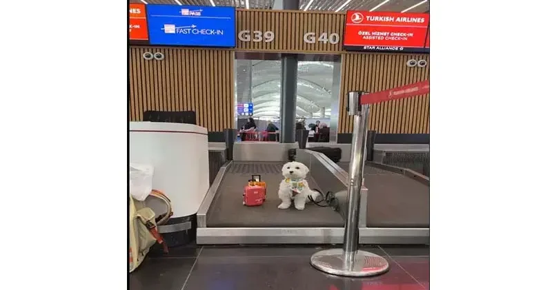 Dünya turundaki köpek ‘Tofu’ İstanbul Havalimanı’nda