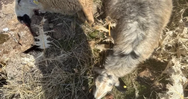 Sürüden ayrılan koyunları kurt kaptı: 28 koyun telef oldu Elazığ Haberleri