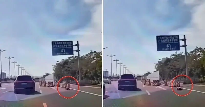 Yüreklerin ağızlara geldiği an! Küçük çocuk emekleyerek otobana çıktı