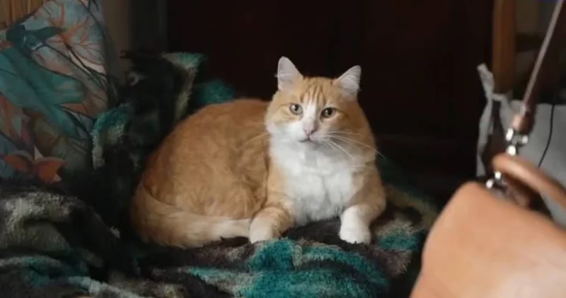 Kedi Remi ye ev hapsi cezası verildi!