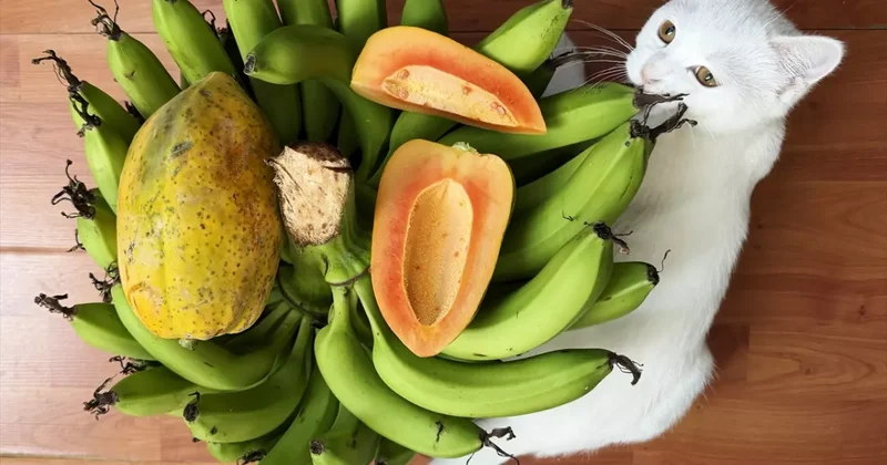 Dün alıyorduk bugün dünyaya satıyoruz: Diktikten 1 yıl sonra para basıyor!