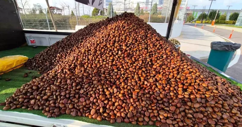 Süleymanpaşa da Kestane Sezonu Açıldı