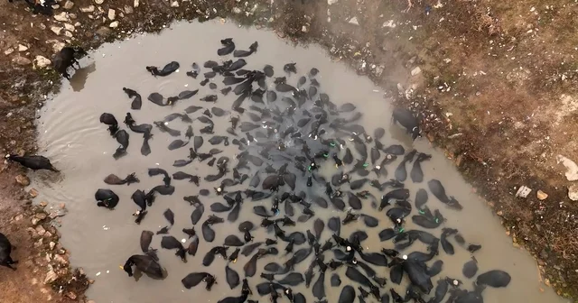 Mandaların kaplıca keyfi havadan görüntülendi Kaplıcada mandaların kış ritüeli: Afrika savanlarını andıran görüntüler Bitlis Haberleri