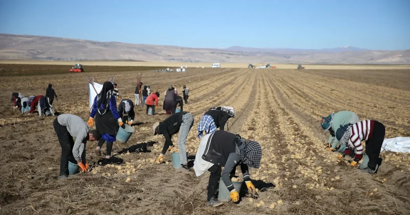 Elleriyle tek tek toplayıp hasat ediyorlar: Çuval çuval satıyorlar Sözcü Gazetesi