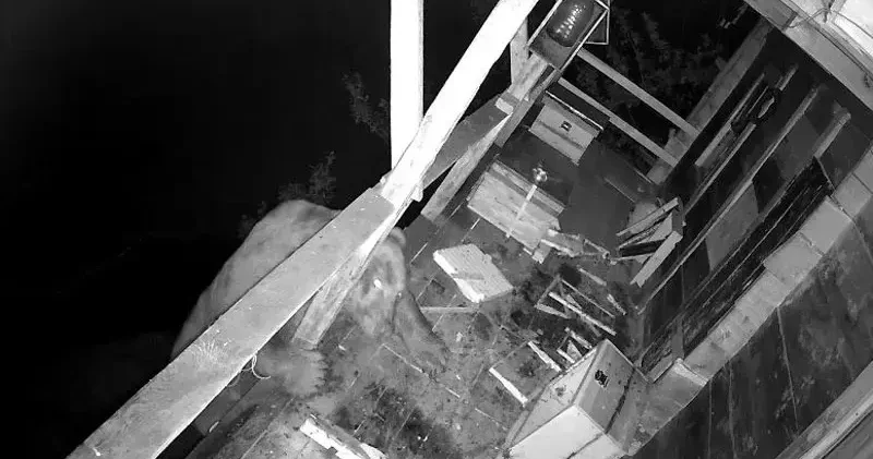 İki gün üst üste balkona tırmanan ayı kovanları parçalayıp, balları yedi; o anlar kamerada