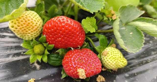 Köprübaşı nda kış çileği 200 TL den alıcı buluyor Manisa Haberleri