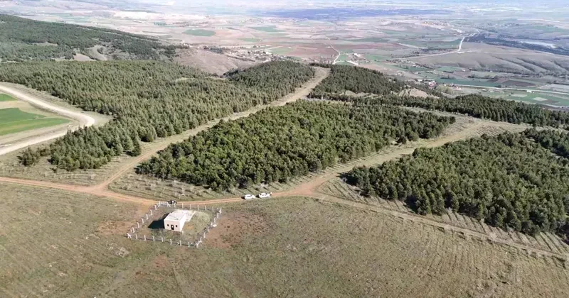 Vahşi cinayet zanlısı önce boğmuş sonra 2 gün art arda yakmış