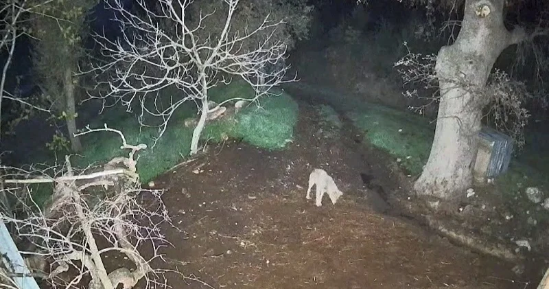 Kurt atlayarak girdiği ağılda üç koyunu telef etti Muğla Haberleri