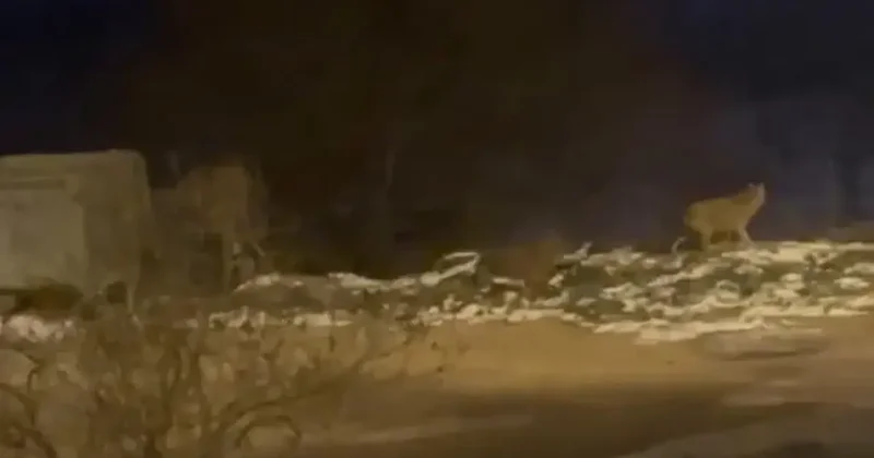 Gören telefona sarıldı! Başkentin sokaklarında şaşırtan manzara!