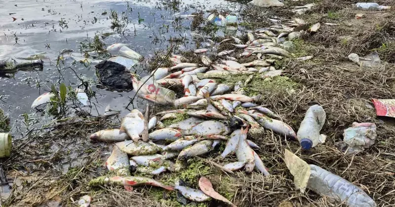 Eyüpsultan’da gölette yosun patlaması: Çok sayıda balık telef oldu