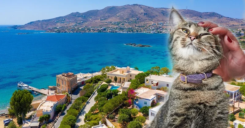 Buraya gelip kedi sevene 1 ay tatil bedava Sözcü Gazetesi