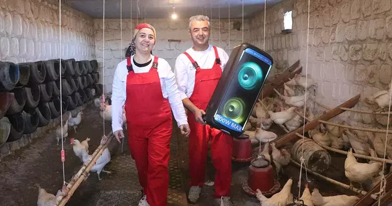 Türk sanat müziği dinlettiği tavuklardan yüzde 6 verim artışı sağladı