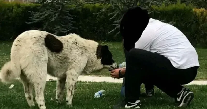 Matmazel in darbedilerek öldürüldüğü iddiasına soruşturma