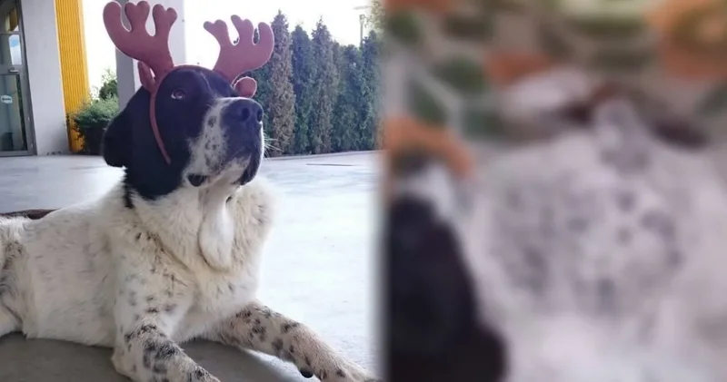 Yerel gazete hedef gösterdi, görevliler harekete geçti: Mahallenin 15 yıllık köpeği böyle öldürüldü