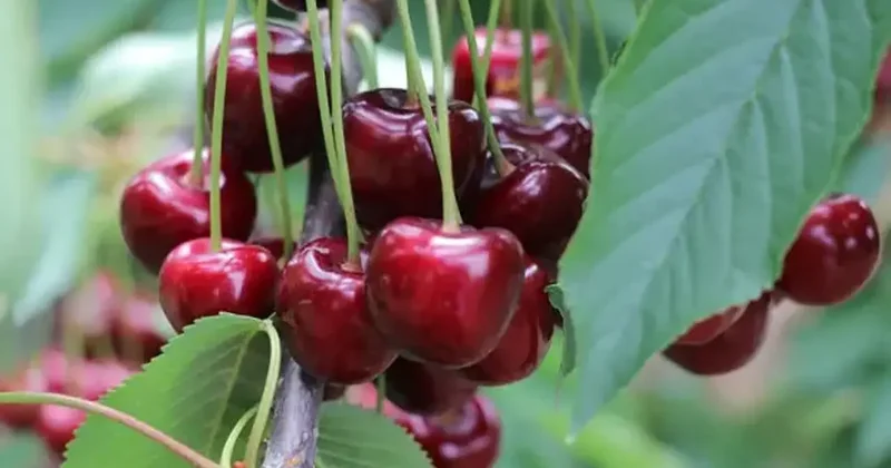 Fiyatı duyanlar kulaklarına inanamadı! Tanesi tam 7 bin 100 TL!