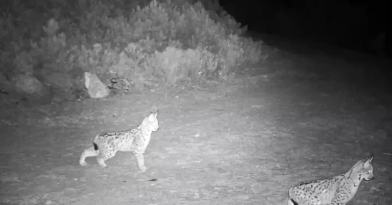 Ormanın hayaleti vaşak görüntülendi