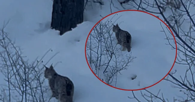 Kar yağışının ardından kara yolu kenarına indi!