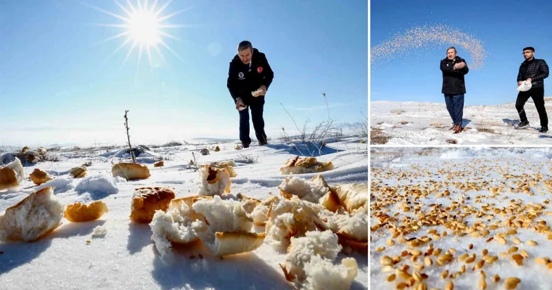 Malatya da yaban hayvanları için doğaya yem bırakıldı Malatya Haberleri