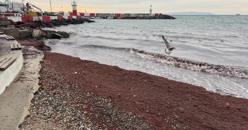 Tekirdağ da sahilde kırmızı yosun birikti