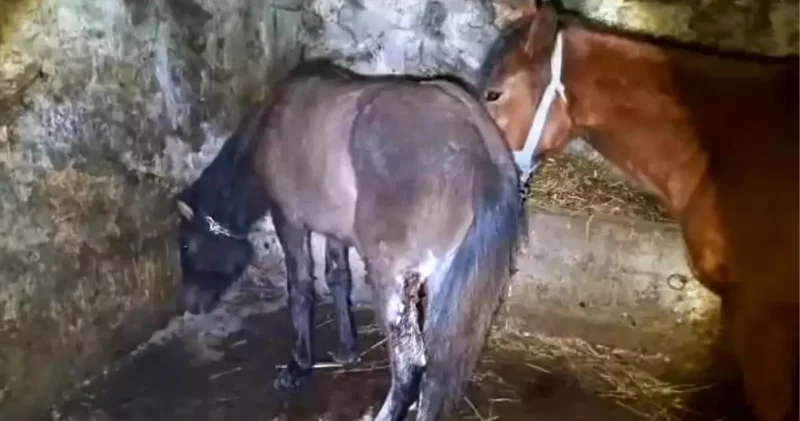 Kars ta Yaralı Atlar Şok Yaratıyor