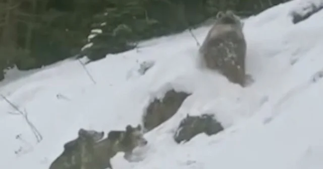 Artvin’de Ayılar Kara Yoluna İndi VİDEO İZLE