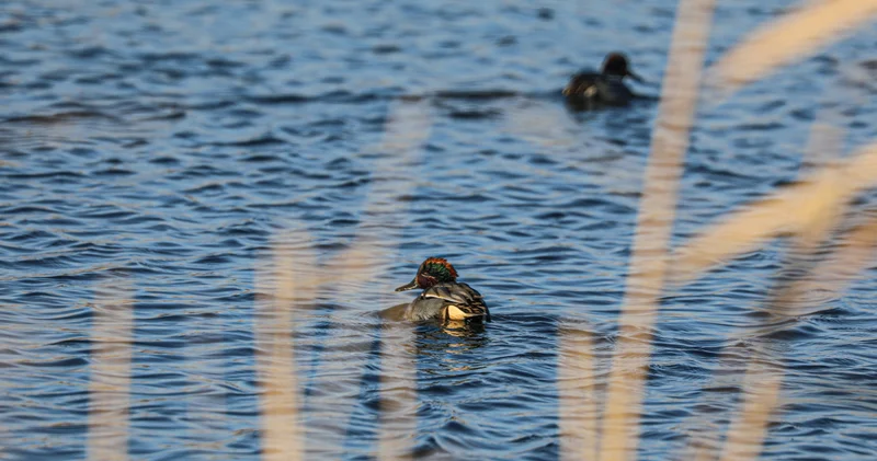 Ağrı Dağı nın eteklerinde dondurucu soğuklara rağmen 35 kuş türü yaşıyor