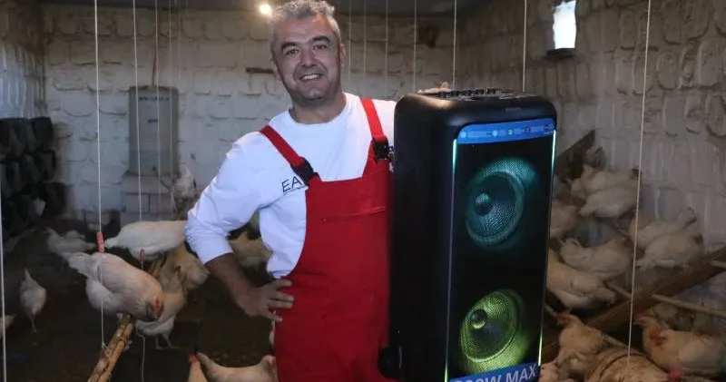 Tavuklarına Türk sanat müziği dinletti, yumurta verimi arttı