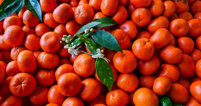 Mandalinanın üstünde bu işaret varsa tadına doyulmuyor: Adanalıların taktiği Sözcü Gazetesi