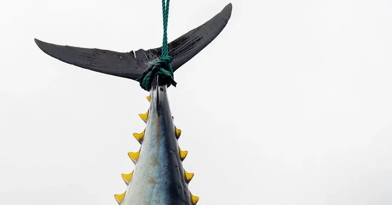 Rekor kırıldı! Dev balık 140 milyon liraya satıldı Sözcü Gazetesi