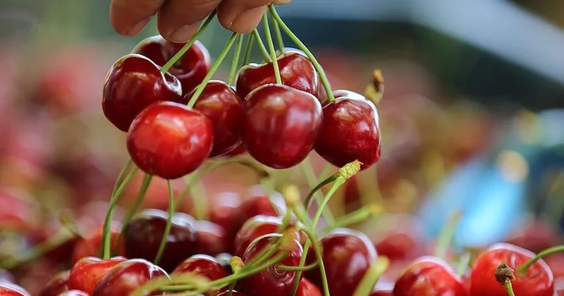 2026 nın ilk kirazı satışa çıktı: Bir kutusu araba fiyatına satılıyor Sözcü Gazetesi